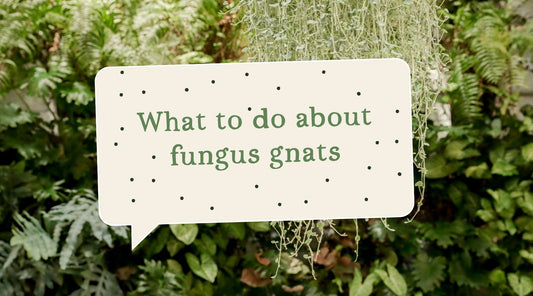 The bain of every indoor gardener's existence - fungus gnats!