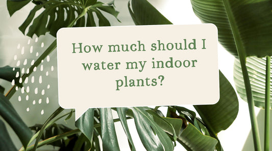 Watering your indoor plants - part 1